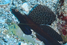 0125 ホタテツノハゼ.jpg