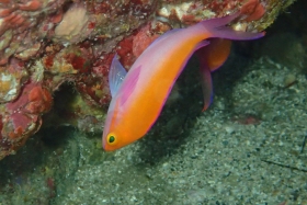 0322 フタイロハナゴイ.jpg