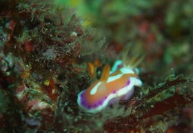 0426 アラリウミウシ.jpg