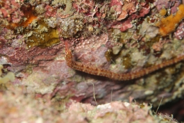 0506 イシヨウジ.jpg