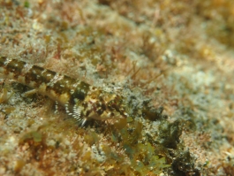 0508 ヘビギンポ.jpg