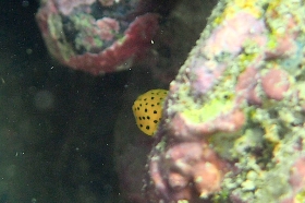 0515 ハコフグ.jpg