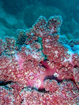 0517 イソコン.jpg