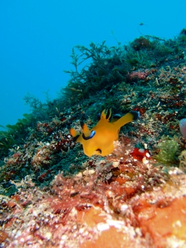 0517 ピカチュウ.jpg