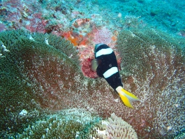 0517 クマノミ.jpg