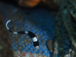 0529 アジアコショウダイ.jpg