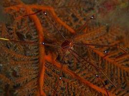 0529 オルトマンワラエビ.jpg