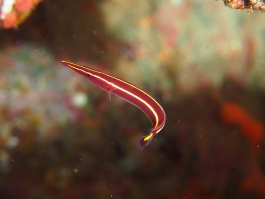 0529 ハシナガウバウオ.jpg