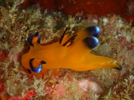 0531 ピカチュウ.jpg