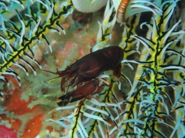 0531 小町鉄砲エビ.jpg