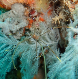 0612 オルトマン.jpg