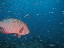 0618 アザース.jpg