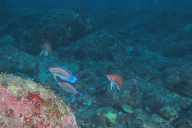 0618 イトヒキ.jpg