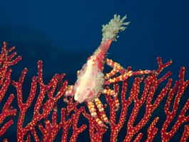 0626 イボイソ.jpg