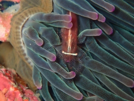 0626 カザリイソギンチャクエビ.jpg