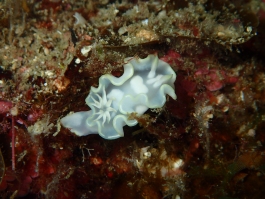 0626 シロタエイロウミウシ.jpg