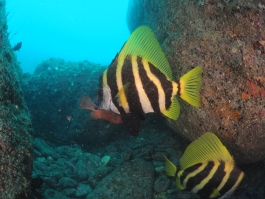 0726 テングダイ.jpg