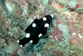 1002 スミツキベラ.jpg