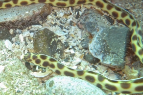 1103 モヨウモンガラドオシ.jpg