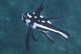 1109 ホホスジタルミ.jpg