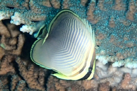 1109 ミカドチョウチョウウオ.jpg