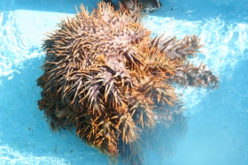 1114 オニヒトデ.jpg