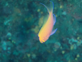 1115 ハナゴンベ.gif