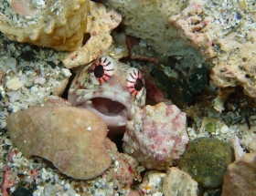 1115 ジョーフィッシュ.jpg