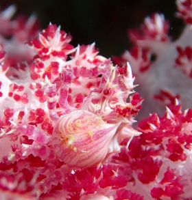 1116 いそこんぺいとう.jpg