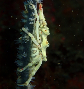 1116 いぼいそばながに.jpg