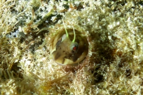 1120 ロウソクギンポ２.jpg