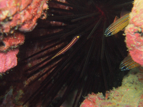 12.26 ウミシダウバウオ２.gif