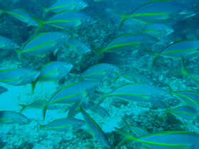 12.26 シマアジ21.gif