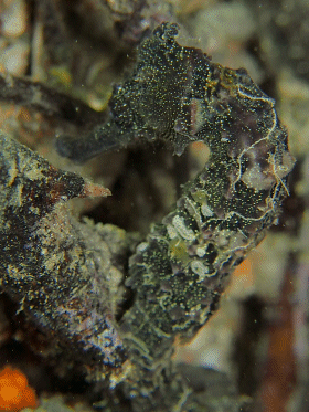 12.26 大海馬２.gif