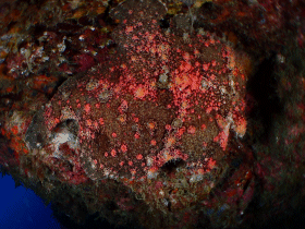 1205 オオモン変える.gif