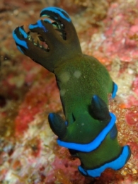 1214 ミドリリュウグウウミウシ.jpg