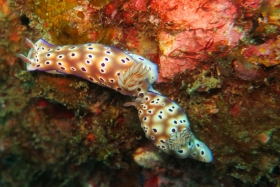 1216 トリュオニ.jpg