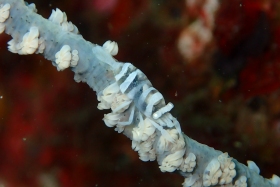 1221 ムチカラマツ.jpg