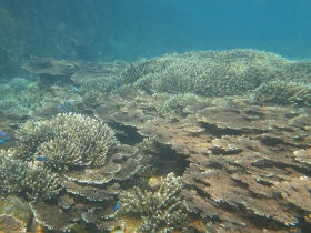 1221サンゴ景観.jpg