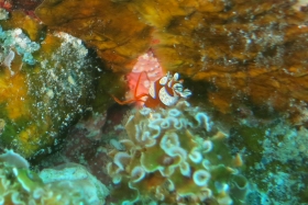 1228 イソギンチャクモエビ.jpg