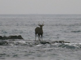 140301シカ.jpg