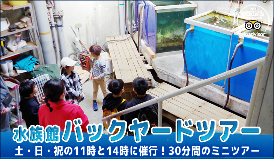 水族館バックヤードツアー