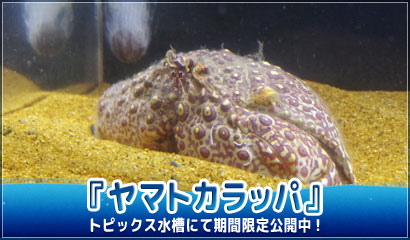 ヤマトカラッパ