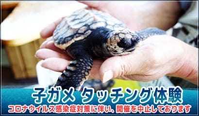 子ガメタッチ体験