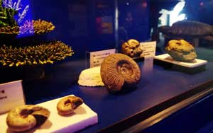化石などの標本展示