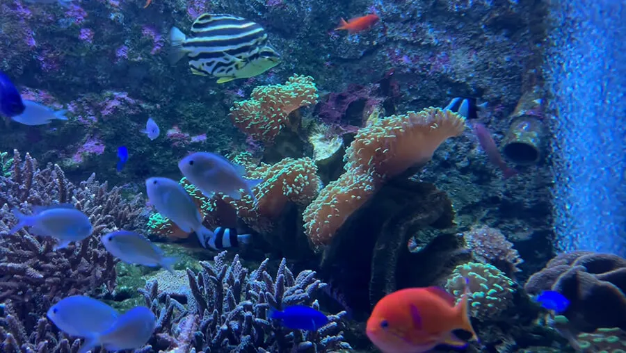 水族館