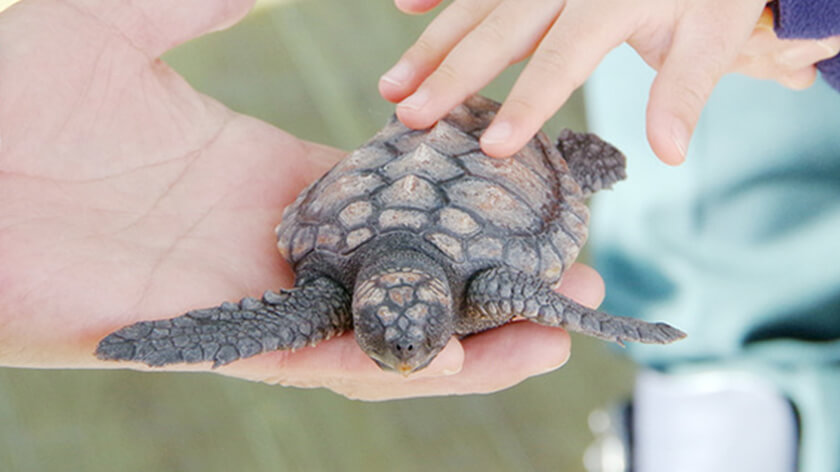 子ガメのタッチング体験