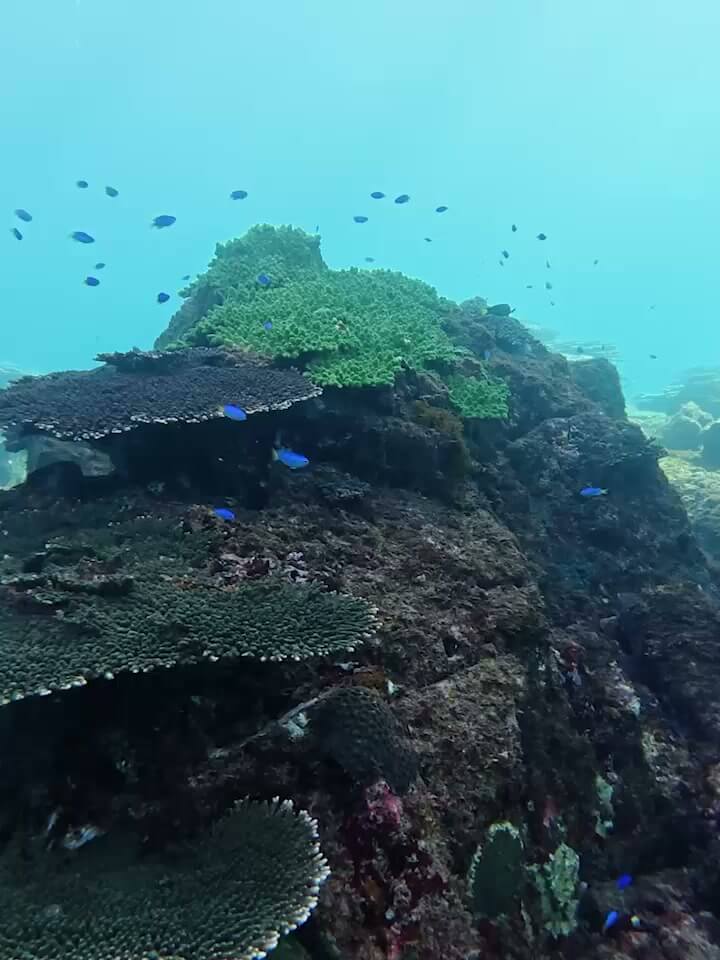 公式】串本海中公園｜サンゴやウミガメに会える海の複合施設