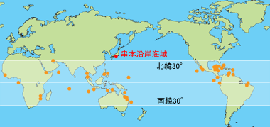 串本のサンゴ群集の特徴