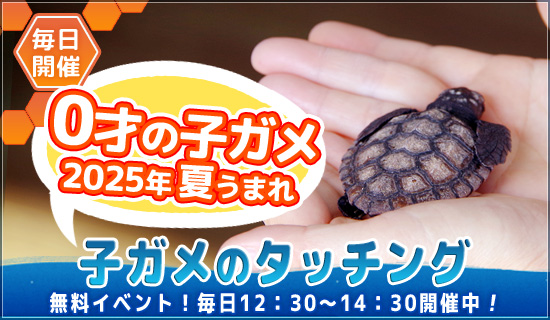 子ガメタッチング